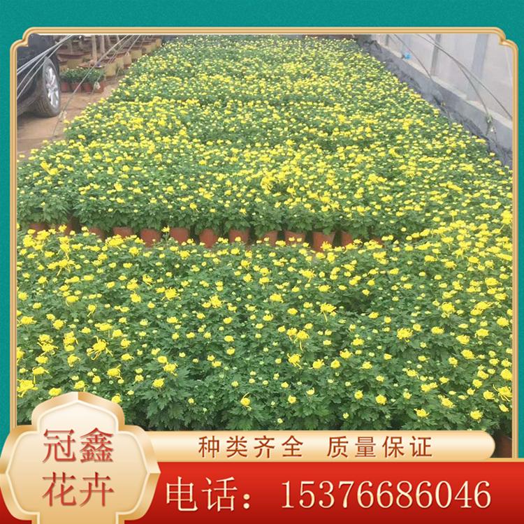 大菊花批发商 国庆菊 九月菊批发商 青州大菊花