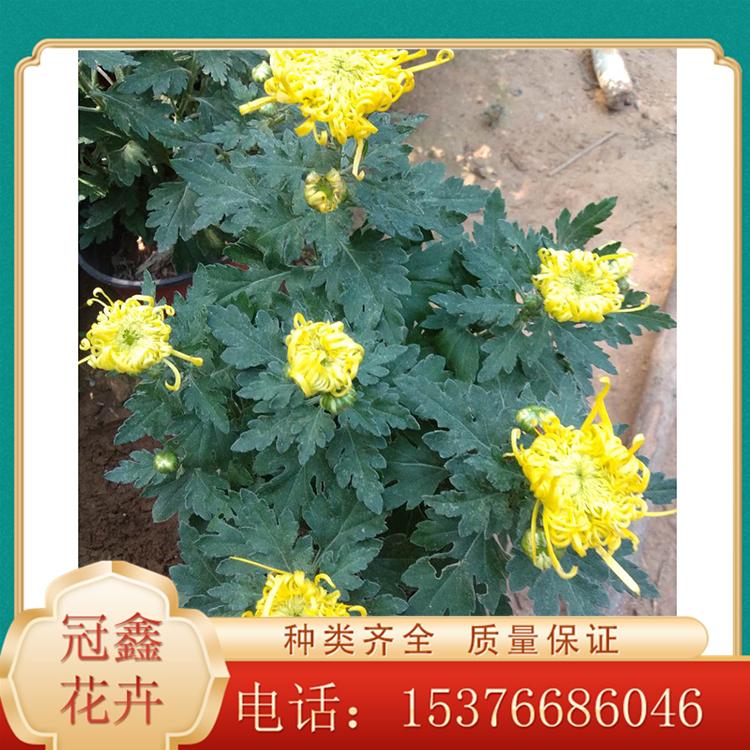 金玉满堂金丝菊