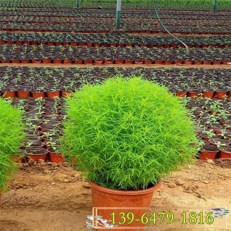 有卖红叶地肤苗的供应商 山东红色地肤批发基地 扫帚菜小苗