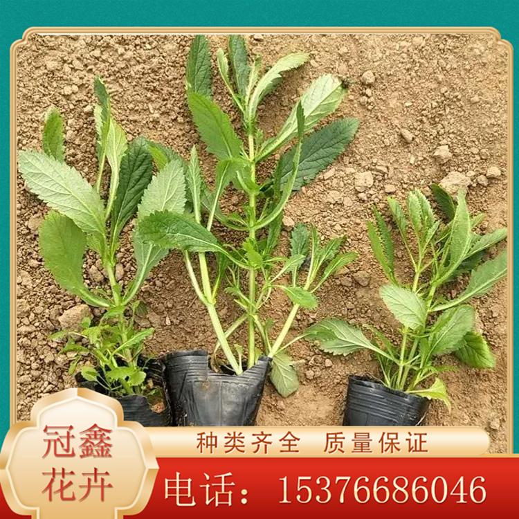 马鞭草花海苗 马鞭草批发商 马鞭草苗圃直销