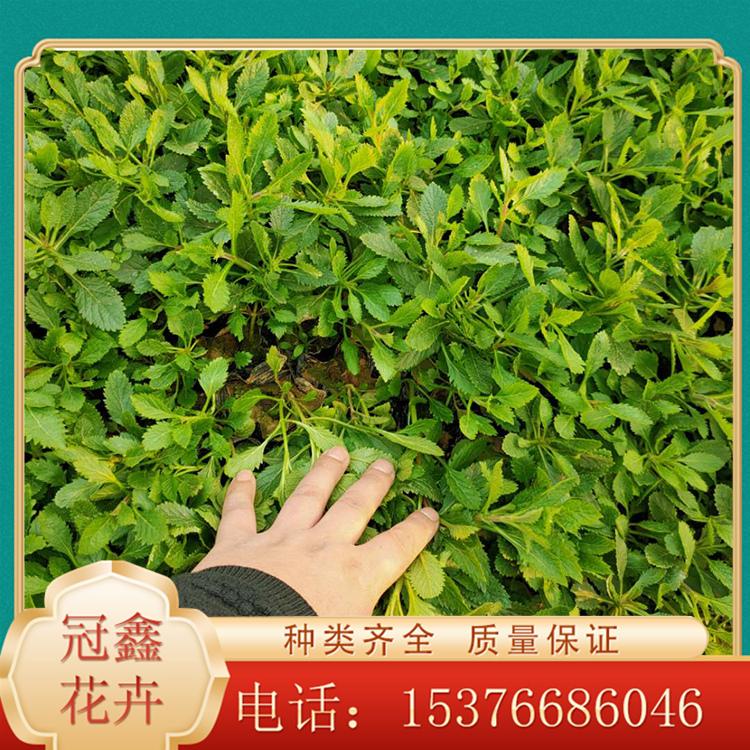 供应柳叶马鞭草 柳叶马鞭草批发基地