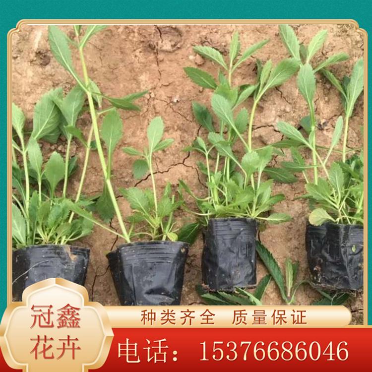 马鞭草 对土壤要求不严 马鞭草批发供应来冠鑫