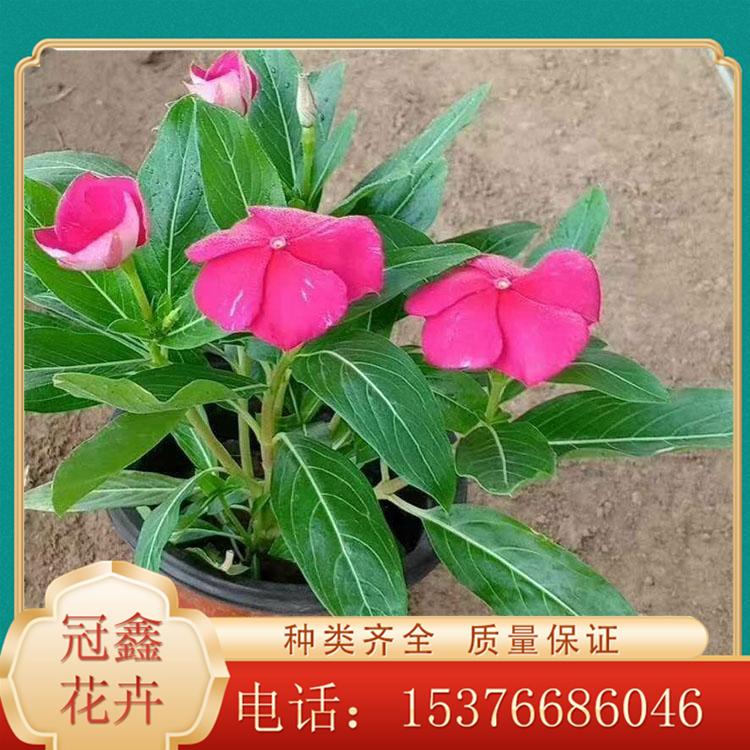山东长春花批发商 苗圃直销 长春花基地直销