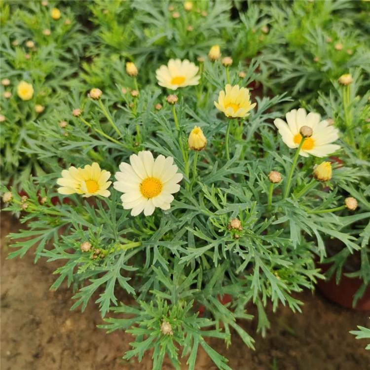 宿根草花花卉木春菊  木春菊苗木基地  苗圃供应木春菊