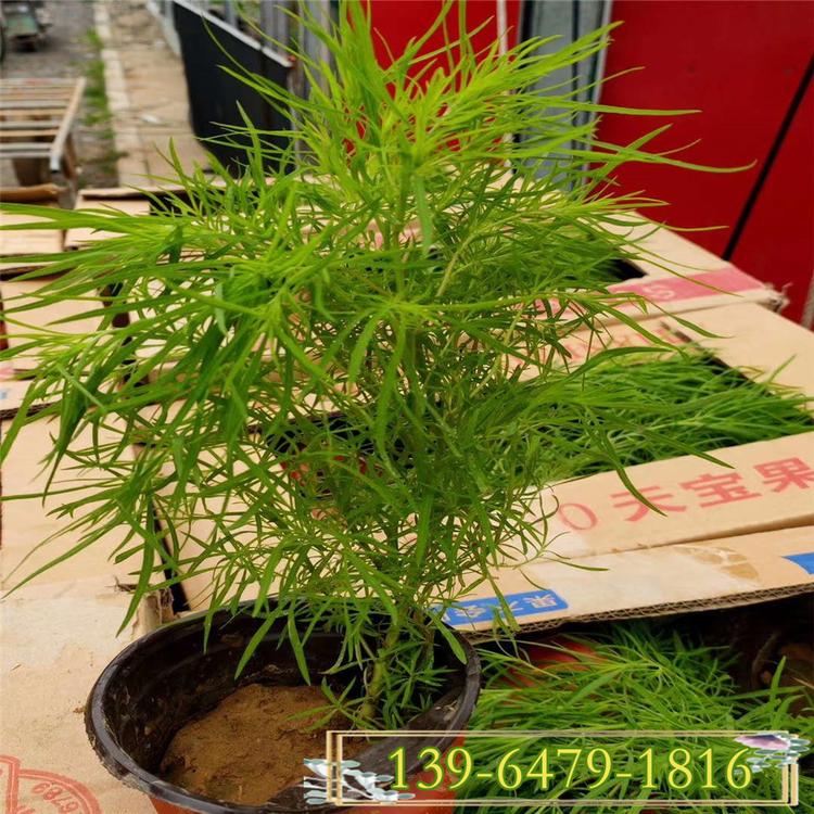 红叶地肤小苗 秋季红叶植物 青州扫帚菜营养钵苗易种植