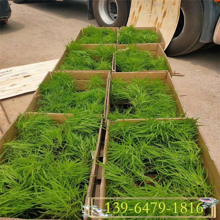 山东红色地肤小苗批发基地 扫帚菜黑皮碗苗 青州种植供应