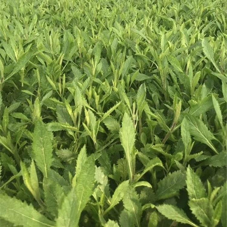 花海工程马鞭草  马鞭草小苗  马鞭草花海用苗