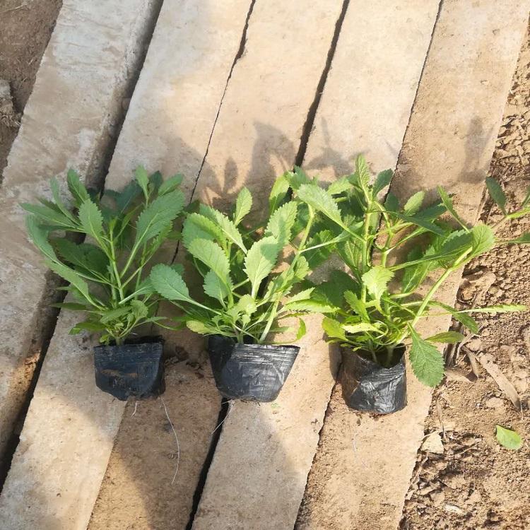 四季马鞭草种植基地  马鞭草批发  柳叶马鞭草基地