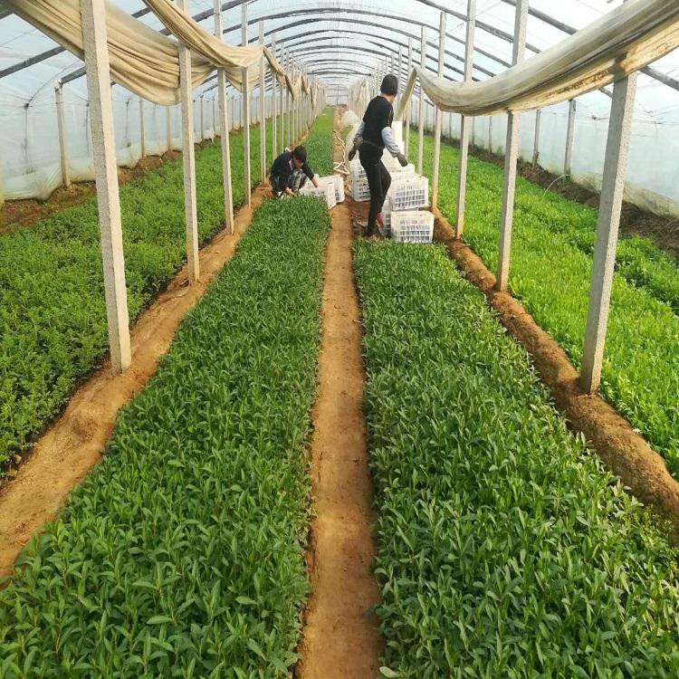 马鞭草花海工程苗  柳叶马鞭草  马鞭草花海用苗