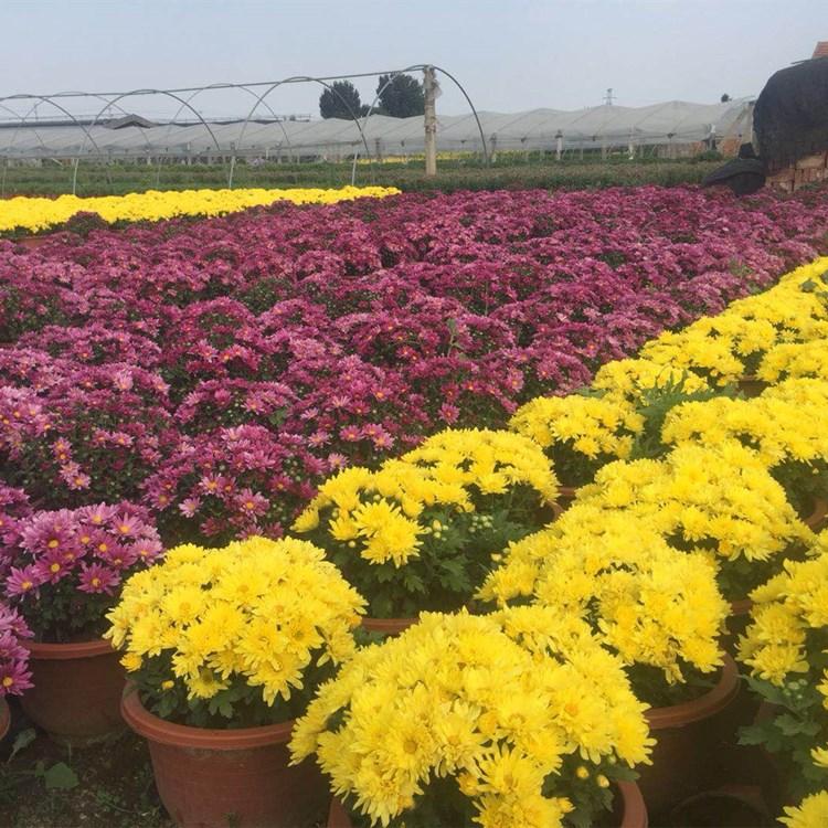 千头菊 节庆租摆展览用千头菊花 千头菊花种植 
