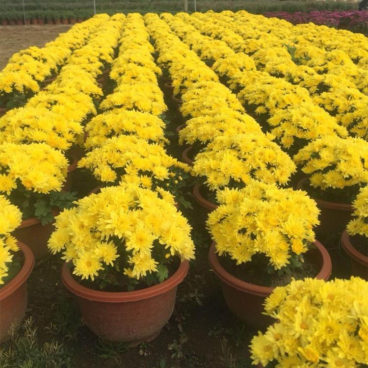 大盆千头菊 千头菊批发商 双色盆千头菊  河川园艺