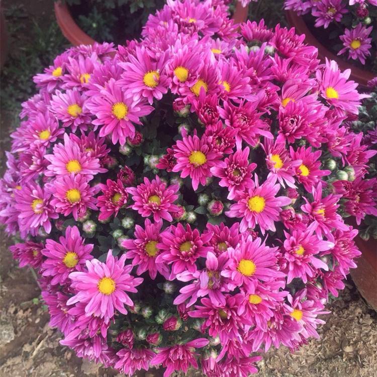 市政绿化用  千头菊  菊花销售  花海用