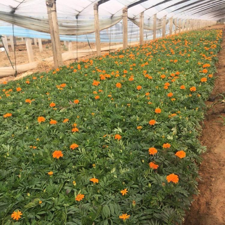 济南彩色孔雀草   开春预定苗  孔雀草批发