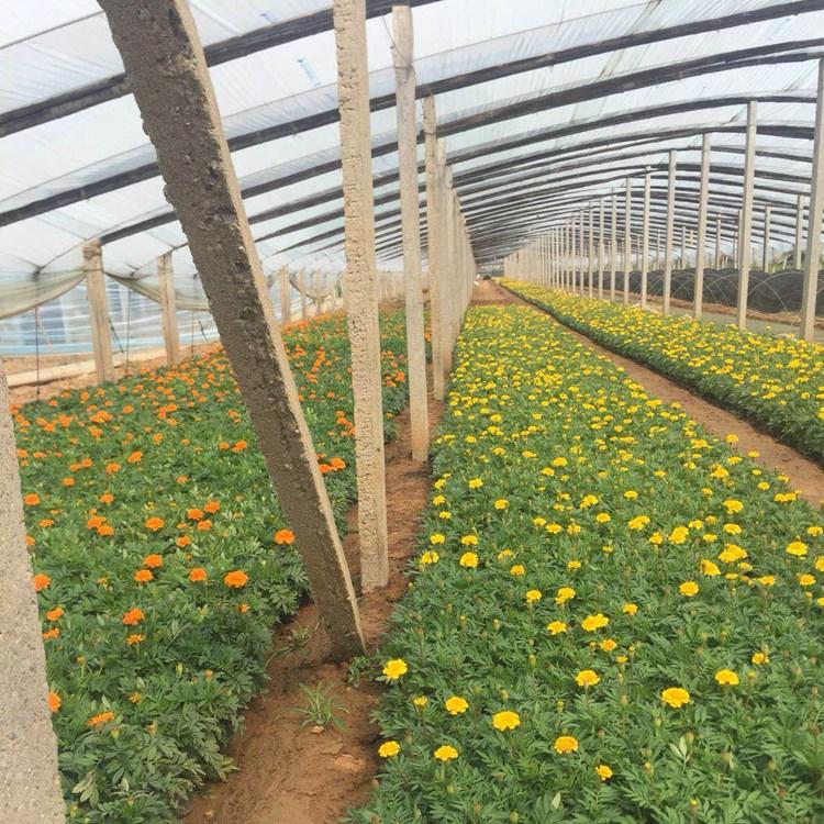 潍坊彩色孔雀草   开春预定苗  孔雀草报价