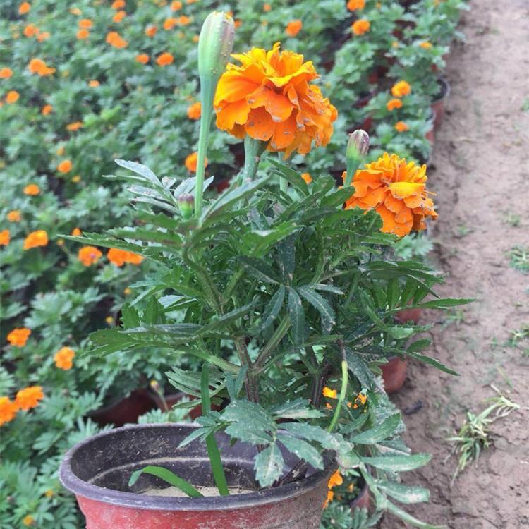 德州彩色孔雀草   开春预定苗  孔雀草出售