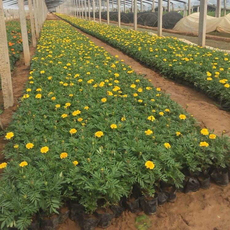 青岛孔雀草  孔雀草杯苗  草花基地基地