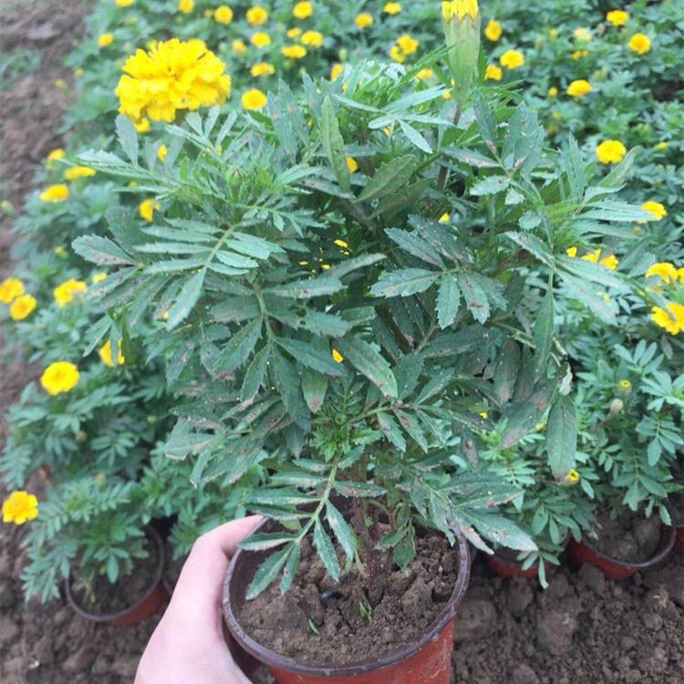 青州孔雀草苗子  宿根花卉   孔雀草基地