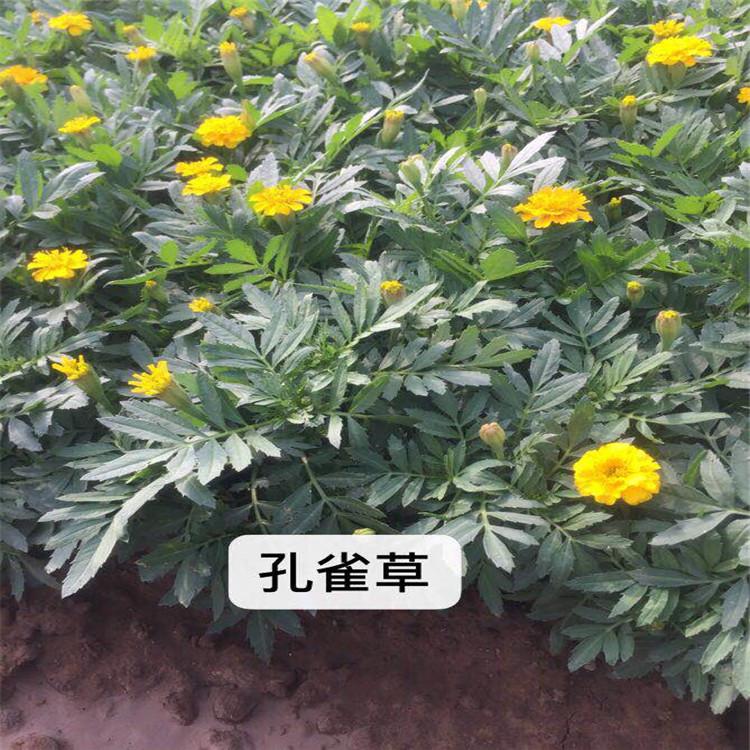 淄博孔雀草  孔雀草杯苗  草花基地供应