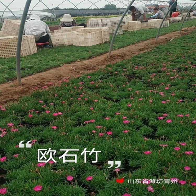 草花培育基地##石竹  ##石竹报价  ##石竹苗圃直发