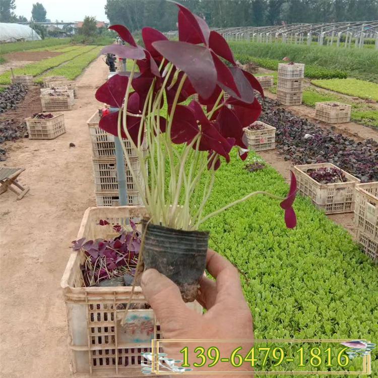 3-10月开花的红花酢酱草杯苗 醡浆草种球价格 彩诺园艺