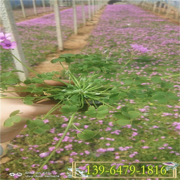 花期3-12月的红花酢酱草 宿根花卉炸酱草价格 批发紫叶三叶草