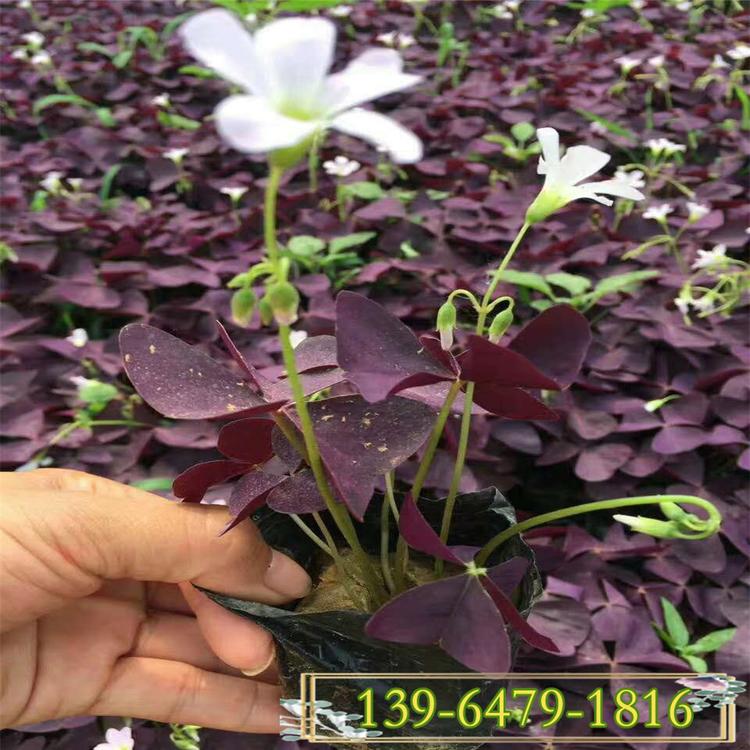 绿叶红花酢酱草种球 红花酢浆草园林应用 紫叶粉花酢浆草供应商