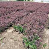 红叶小檗基地自种植 顺和绿化苗木 紫叶小檗批发商