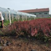 基地红叶小檗苗批发 紫叶叶小檗价格 绿篱用苗