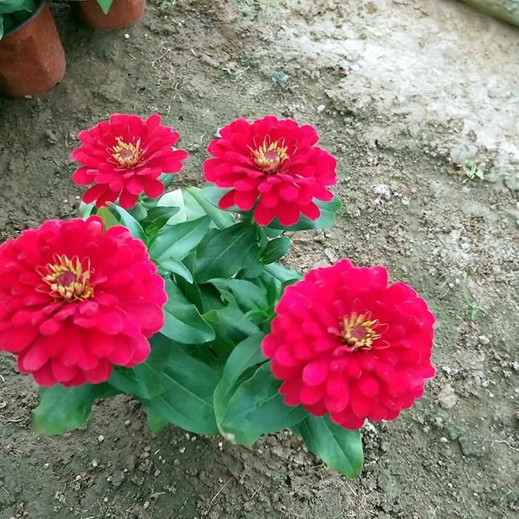 百日草批发 【启景花卉】苗圃直供百日草 百日草报价