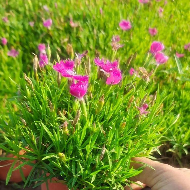 粉花欧石竹小苗 欧石竹报价 苗圃直供 白花欧石竹