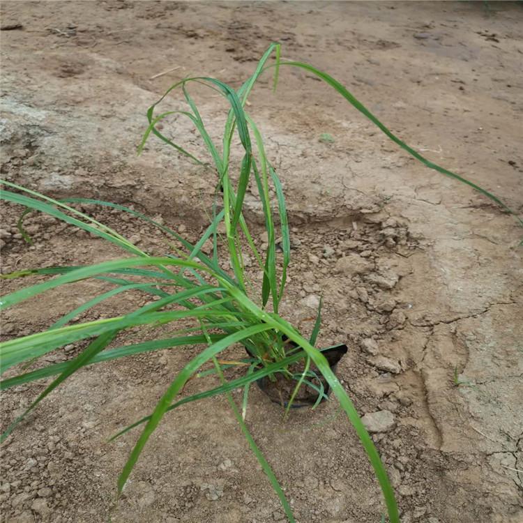狼尾草出售 狼尾草基地 【启景花卉】狼尾草报价