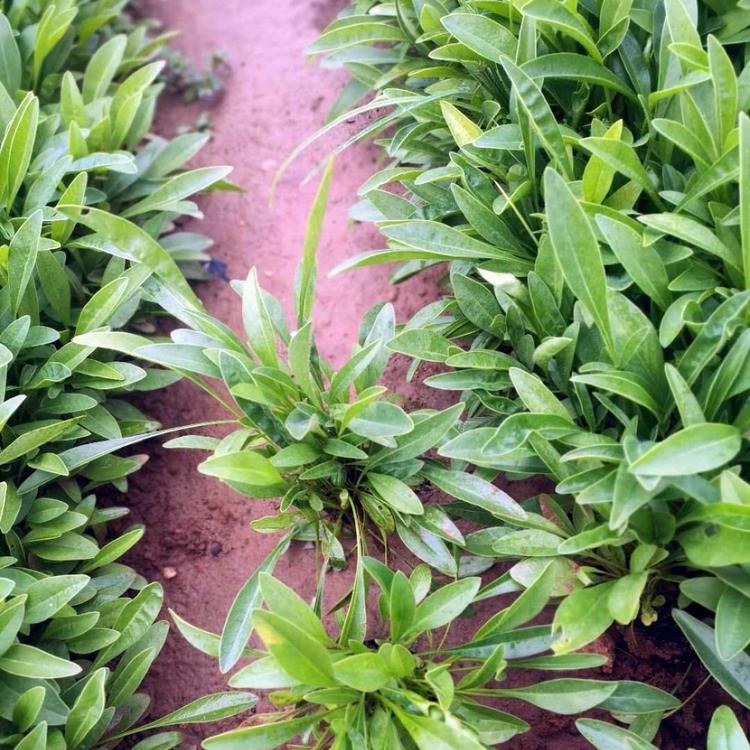 金鸡菊供应 金鸡菊培育基地【启景花卉】金鸡菊报价