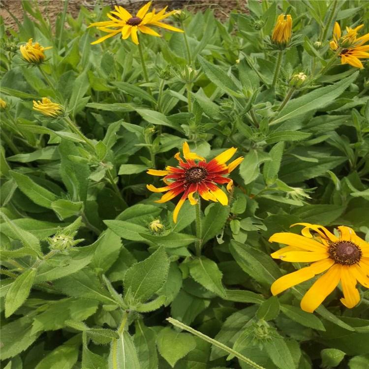 黑心菊培育 黑心菊批发报价 河南黑心菊基地