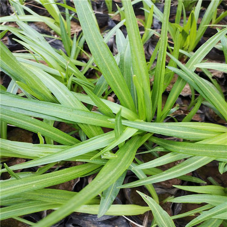 蛇鞭菊 蛇鞭菊基地报价直供 河南蛇鞭菊种植基地