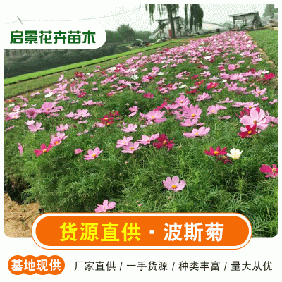 【启景花卉】波斯菊基地供应 花海波斯菊 波斯菊价格 波斯菊报价