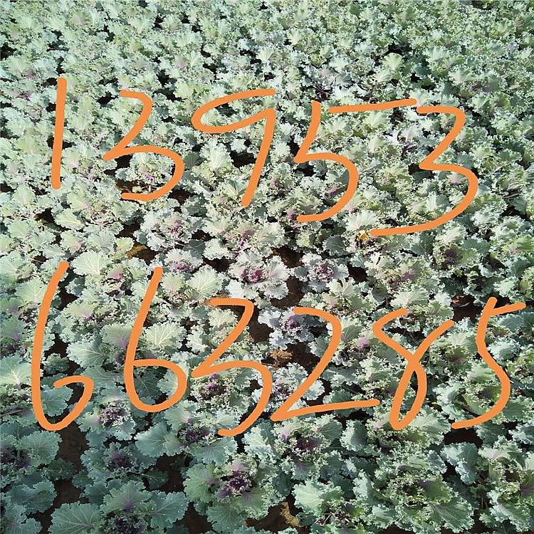出售羽衣甘蓝 观赏羽衣甘蓝 花镜花带租摆羽衣甘蓝基地报价