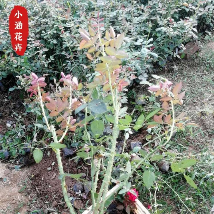 山东大花月季月季  各种月季供应 小涵花卉