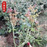 潍坊大花月季月季  各种月季供应 小涵花卉