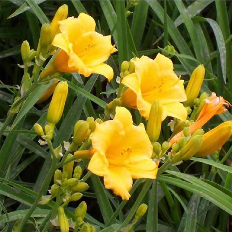 青州金娃娃萱草 黄百合价格  金娃娃萱草批发  小涵花卉  2020青州草花