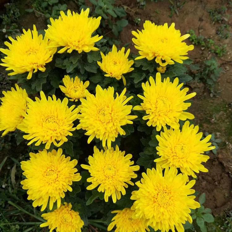 国庆节热销国庆菊  千头菊  绿化组摆  小涵花卉