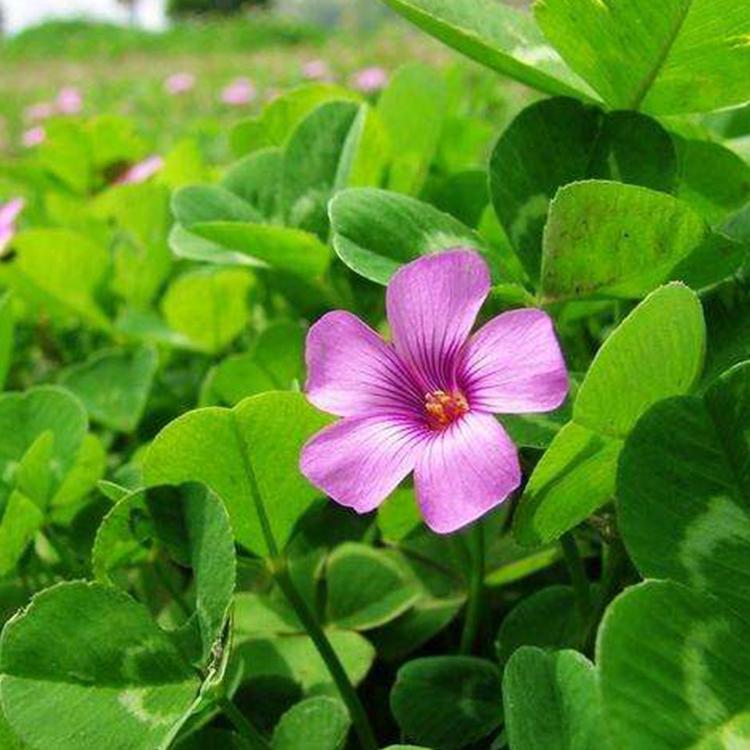 青州红花醡浆草  醡浆草  优质榨浆草   时令草花    小涵花卉
