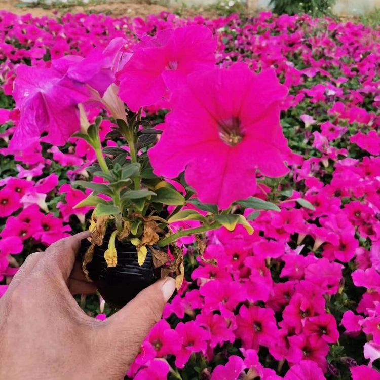 地被花卉矮牵牛  垂吊矮牵牛  青州草花基地供应