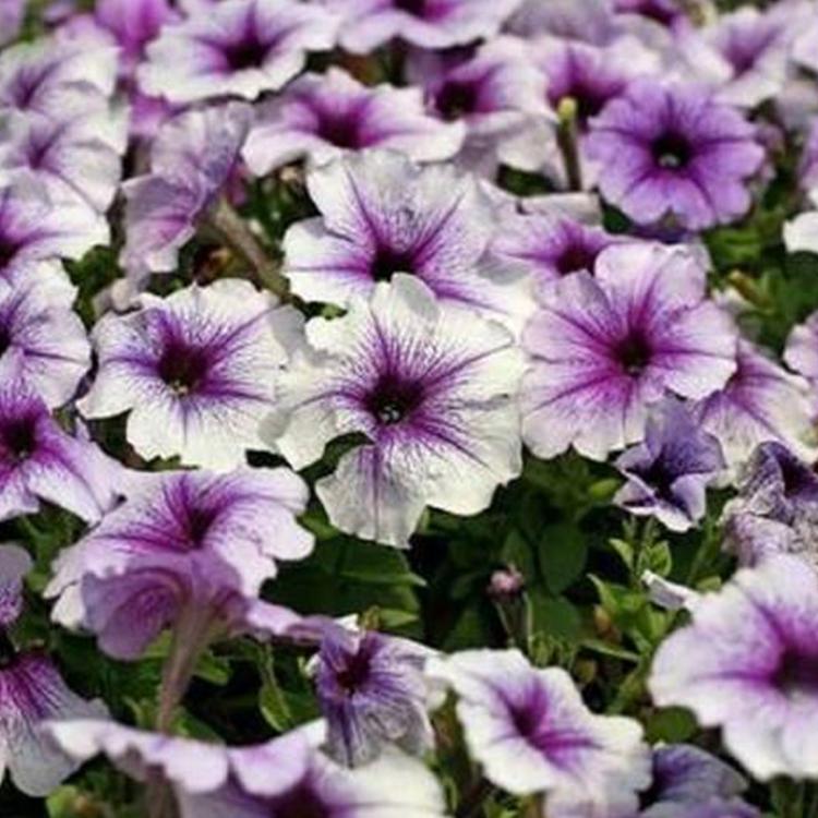 地被花卉矮牵牛  矮牵牛种植  青州草花基地供应
