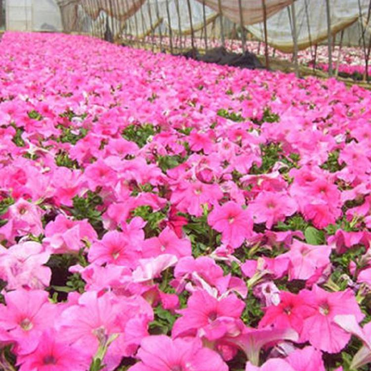 小区绿化矮牵牛  矮牵牛苗  青州草花基地供应