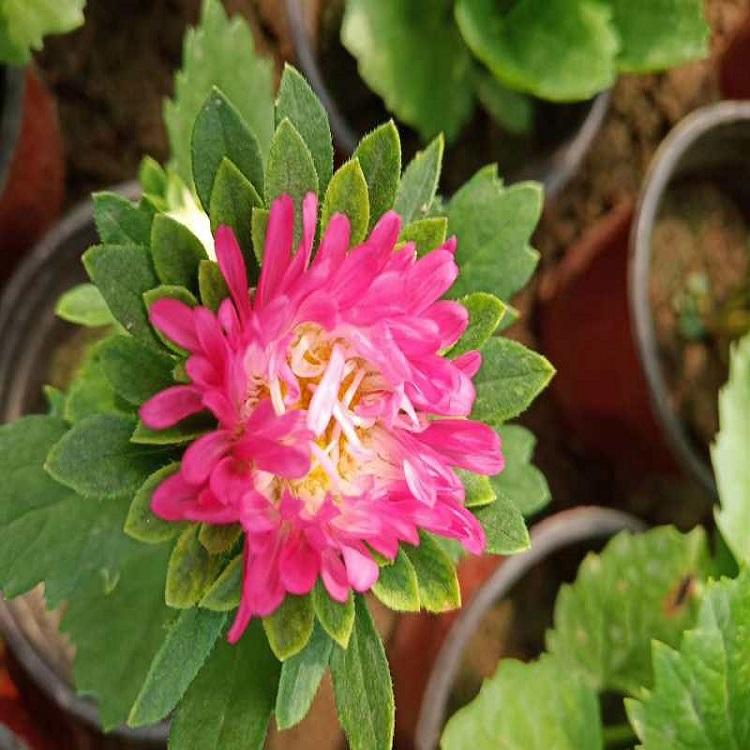 翠菊   翠菊盆栽  翠菊价格优惠