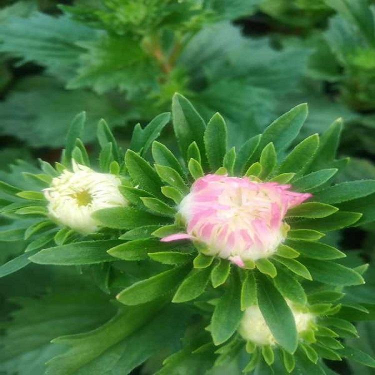 景观绿植翠菊   翠菊行情  翠菊基地供应