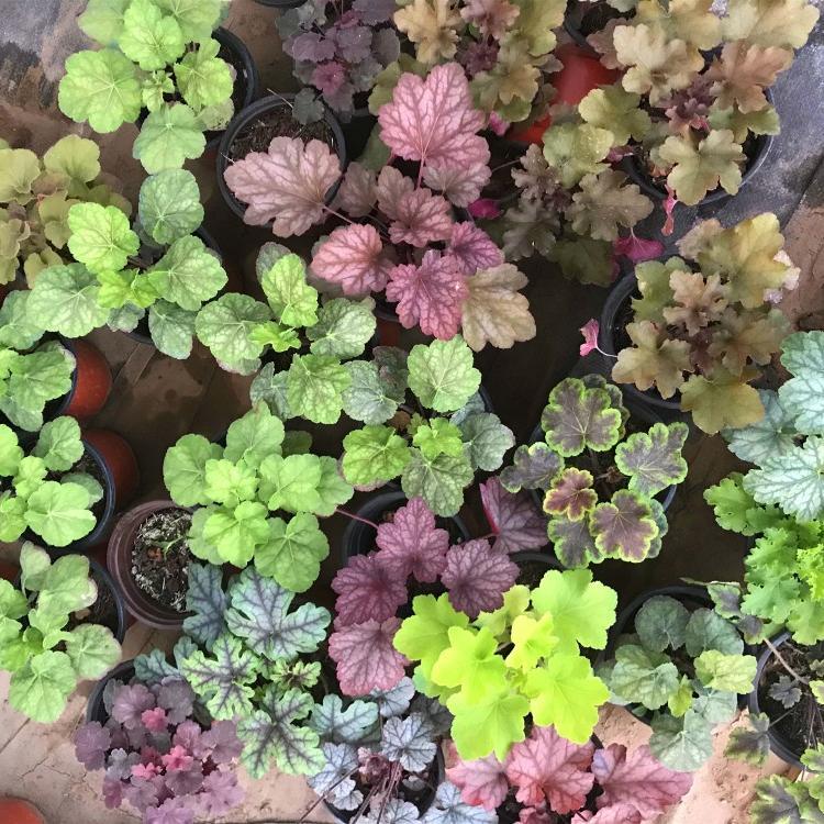 山东青州盆栽苗矾根  矾根培育  矾根植物种子苗