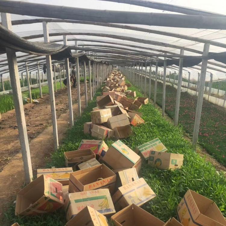 马鞭草批发  马鞭草基地直供