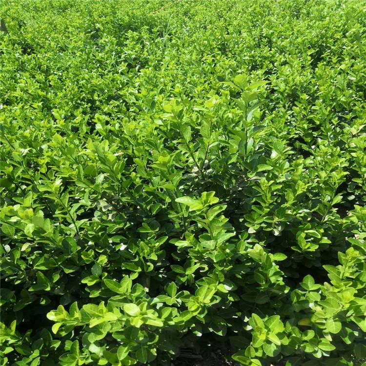 山东卫矛小苗种植基地 基地直销卫矛 卫矛工程苗
