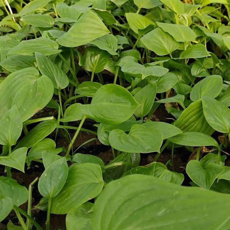 山东玉簪行情 玉簪小苗 培育玉簪基地